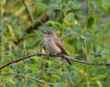 Grauschnpper Muscicapa striata