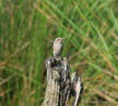 Grauschnpper Muscicapa striata