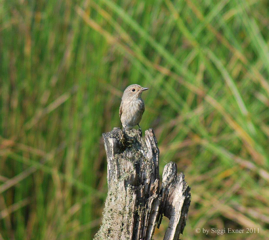 Grauschnpper Muscicapa striata