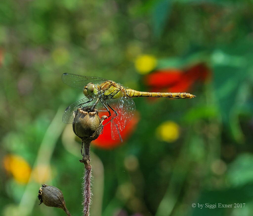 Groe Heidelibelle Sympetrum striolatum