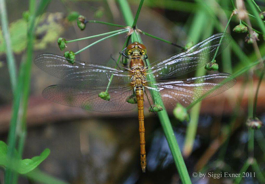 Groe-Heidelibelle Sympetrum striolatum