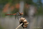 Groe-Heidelibelle Sympetrum striolatum