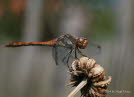 Groe-Heidelibelle Sympetrum striolatum