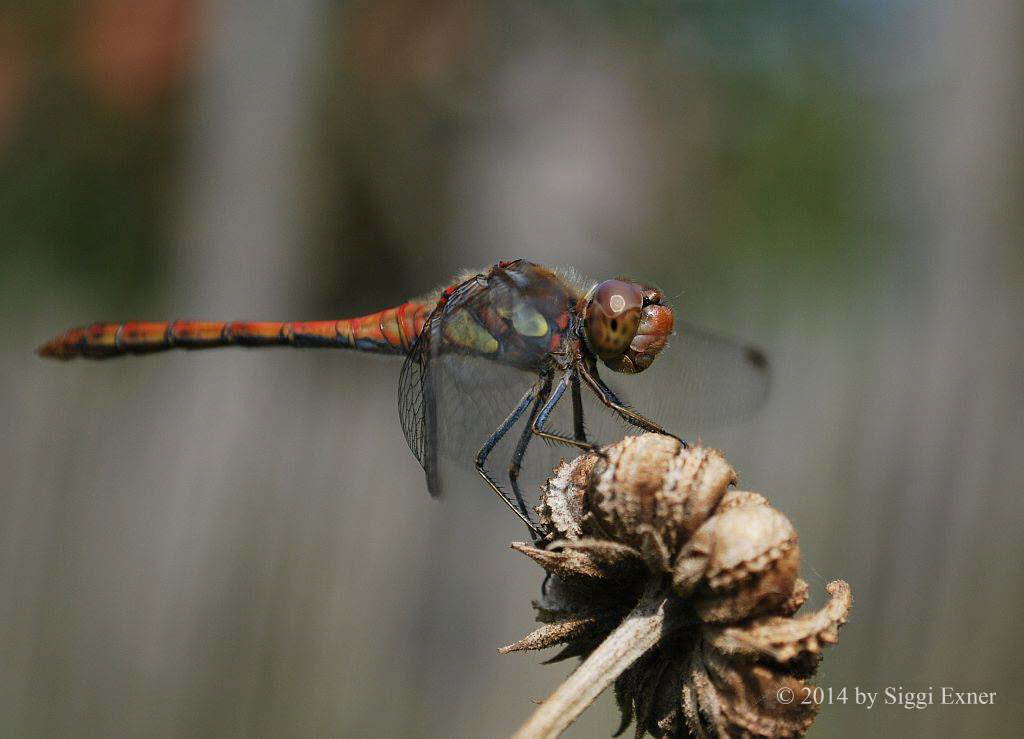 Groe-Heidelibelle Sympetrum striolatum