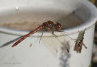 Groe-Heidelibelle Sympetrum striolatum