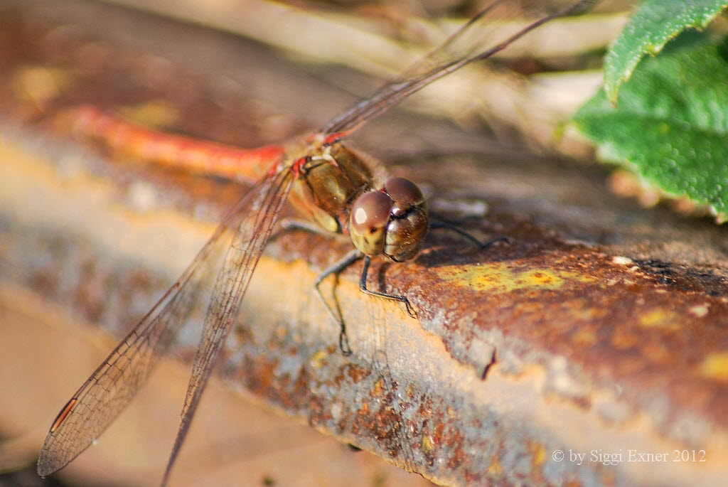 Groe Heidelibelle Sympetrum striolatum