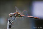 Groe-Heidelibelle Sympetrum striolatum