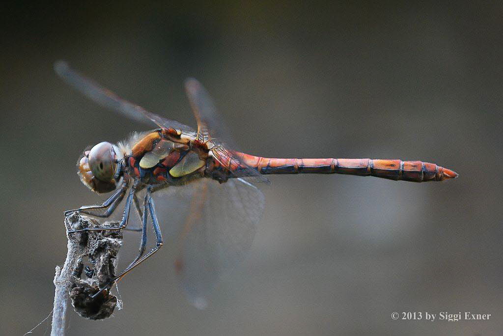 Groe-Heidelibelle Sympetrum striolatum