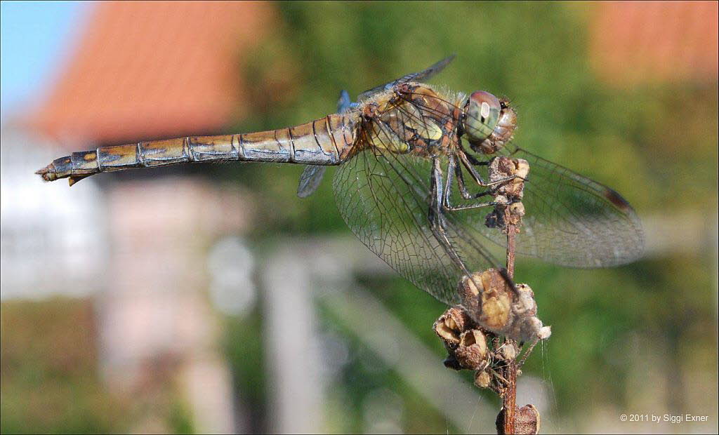 Groe-Heidelibelle Sympetrum striolatum