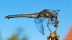 Groe-Heidelibelle Sympetrum striolatum