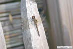 Groe-Heidelibelle Sympetrum striolatum