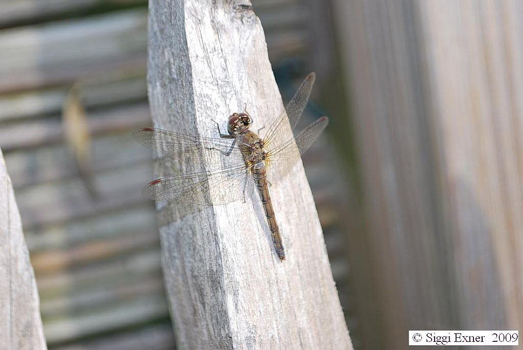 Groe-Heidelibelle Sympetrum striolatum