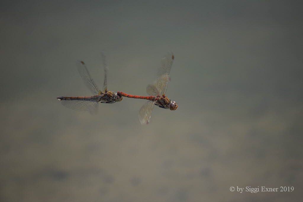 Groe Heidelibelle Sympetrum striolatum