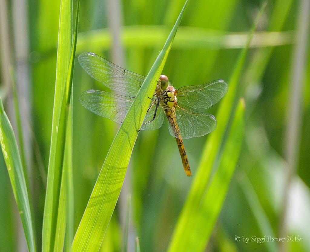 Groe Heidelibelle Sympetrum striolatum