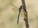 Groe Knigslibelle Anax imperator