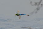 Groe Knigslibelle Anax imperator