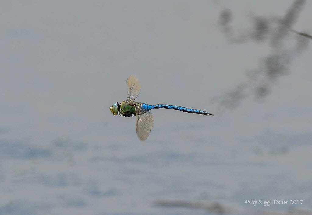 Groe Knigslibelle Anax imperator