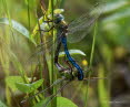 Groe Knigslibelle Anax imperator