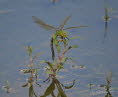 Groe Knigslibelle Anax imperator