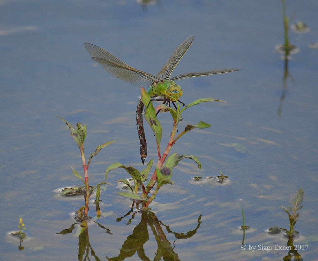 Groe Knigslibelle Anax imperator