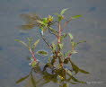 Groe Knigslibelle Anax imperator