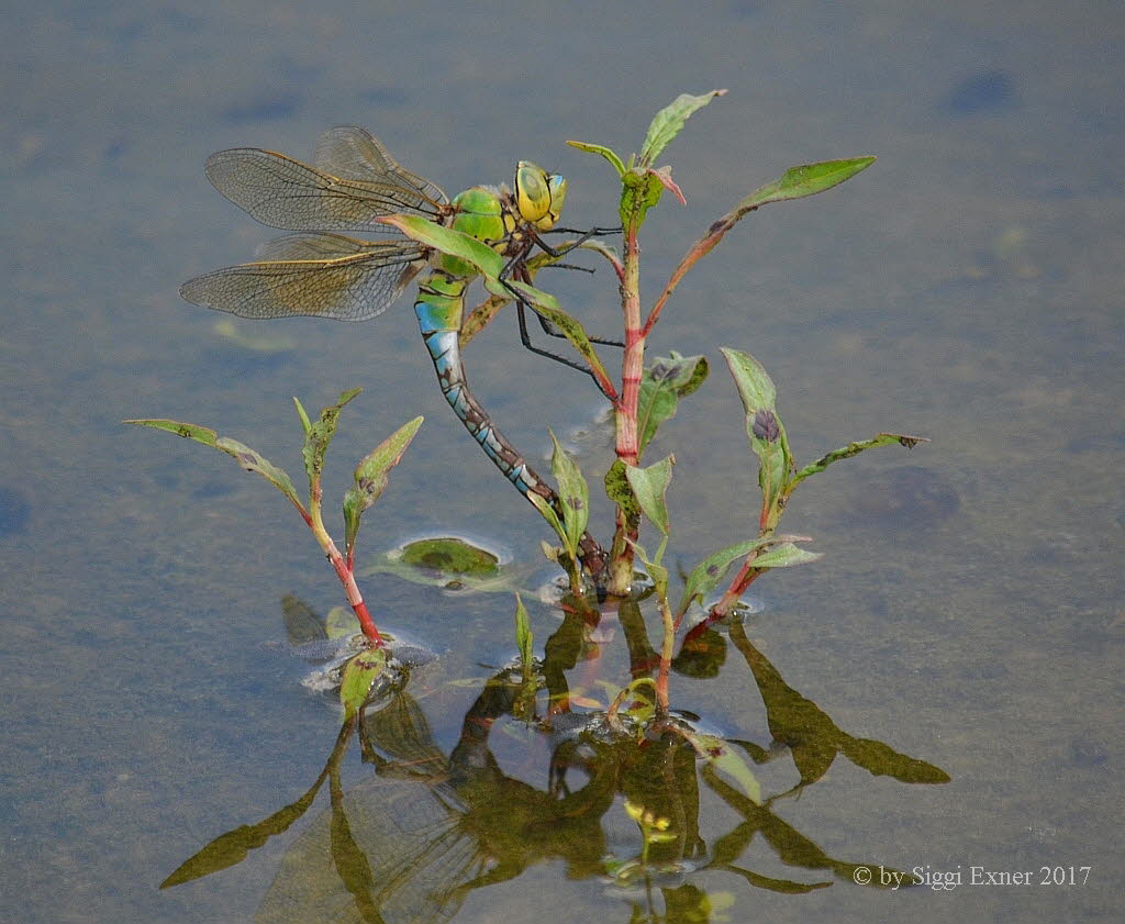 Groe Knigslibelle Anax imperator