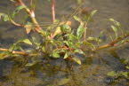 Groe Knigslibelle Anax imperator