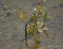 Groe Knigslibelle Anax imperator