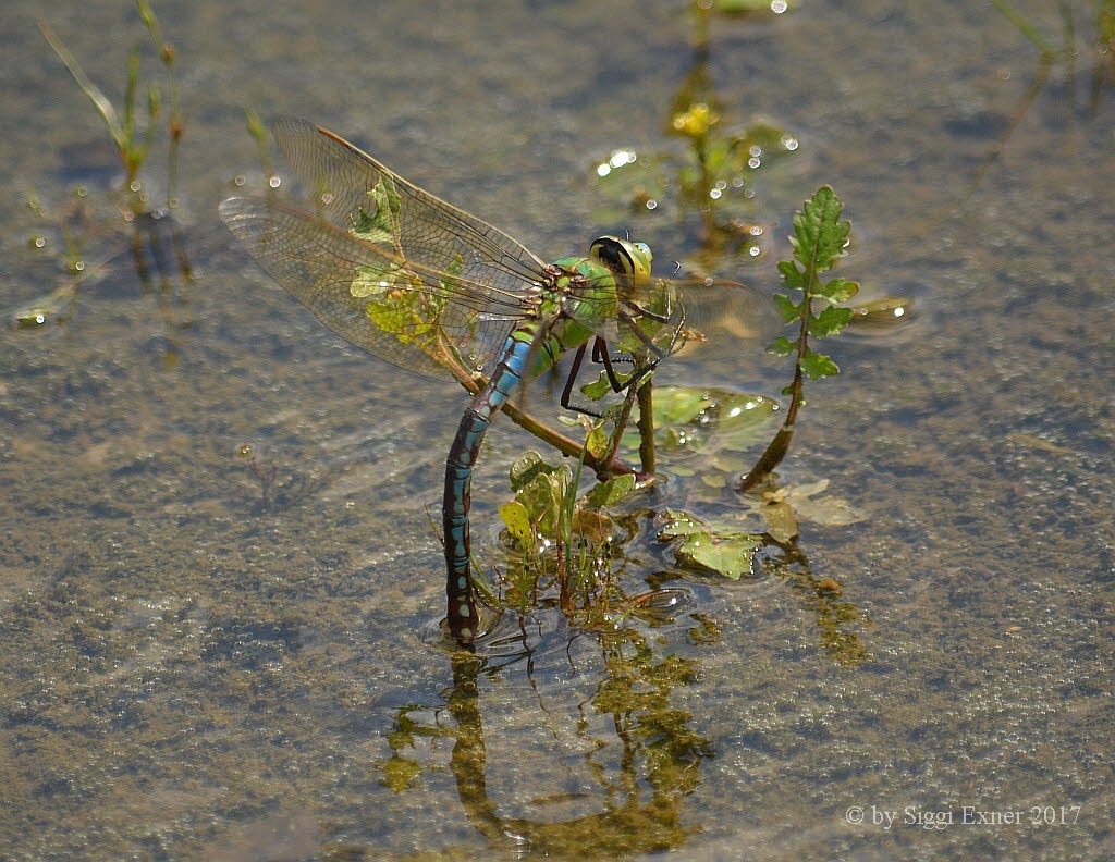 Groe Knigslibelle Anax imperator