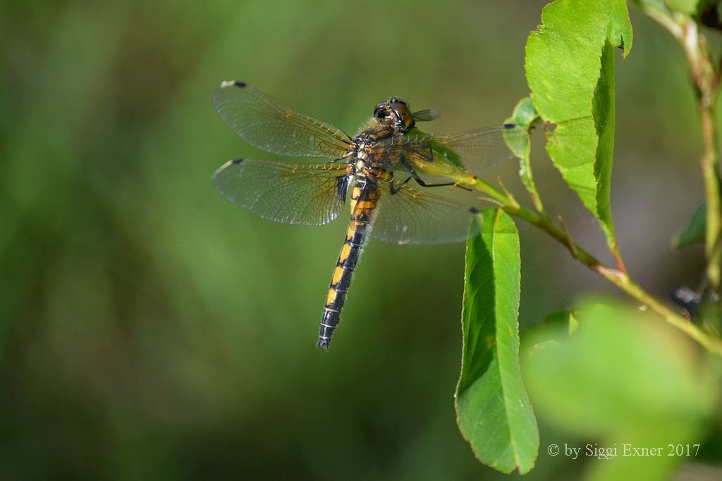 Groe Mossjungfer Leucorrhinia pectoralis