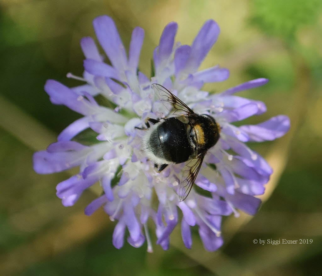 Criorhina ranunculi Groe Pelzschwebfliege 