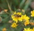 Syrphus ribesii Groe Schwebfliege