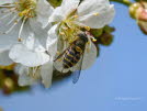 Syrphus ribesii Groe Schwebfliege