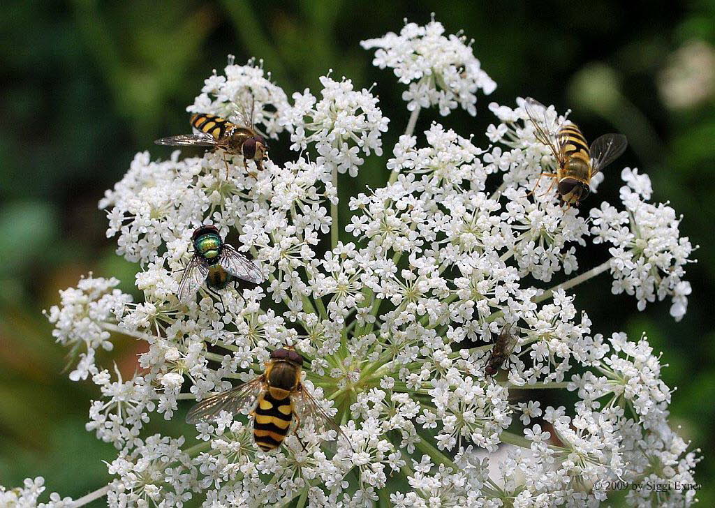 Syrphus ribesii Groe Schwebfliege