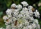 Syrphus ribesii Groe Schwebfliege