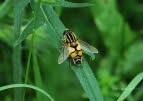 Helophilus trivittatus Groe Sumpfschwebfliege