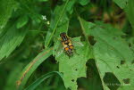 Helophilus trivittatus Groe Sumpfschwebfliege