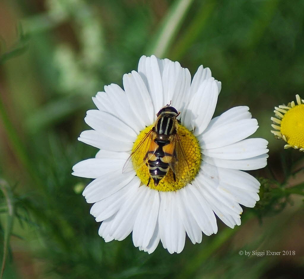 Helophilus trivittatus Groe Sumpfschwebfliege