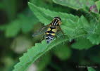 Helophilus trivittatus Groe Sumpfschwebfliege