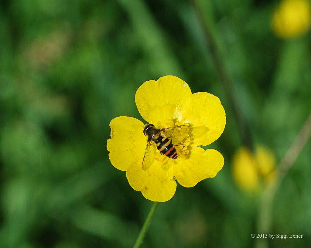 Epistrophe grossulariae Groe Wiesenschwebfliege