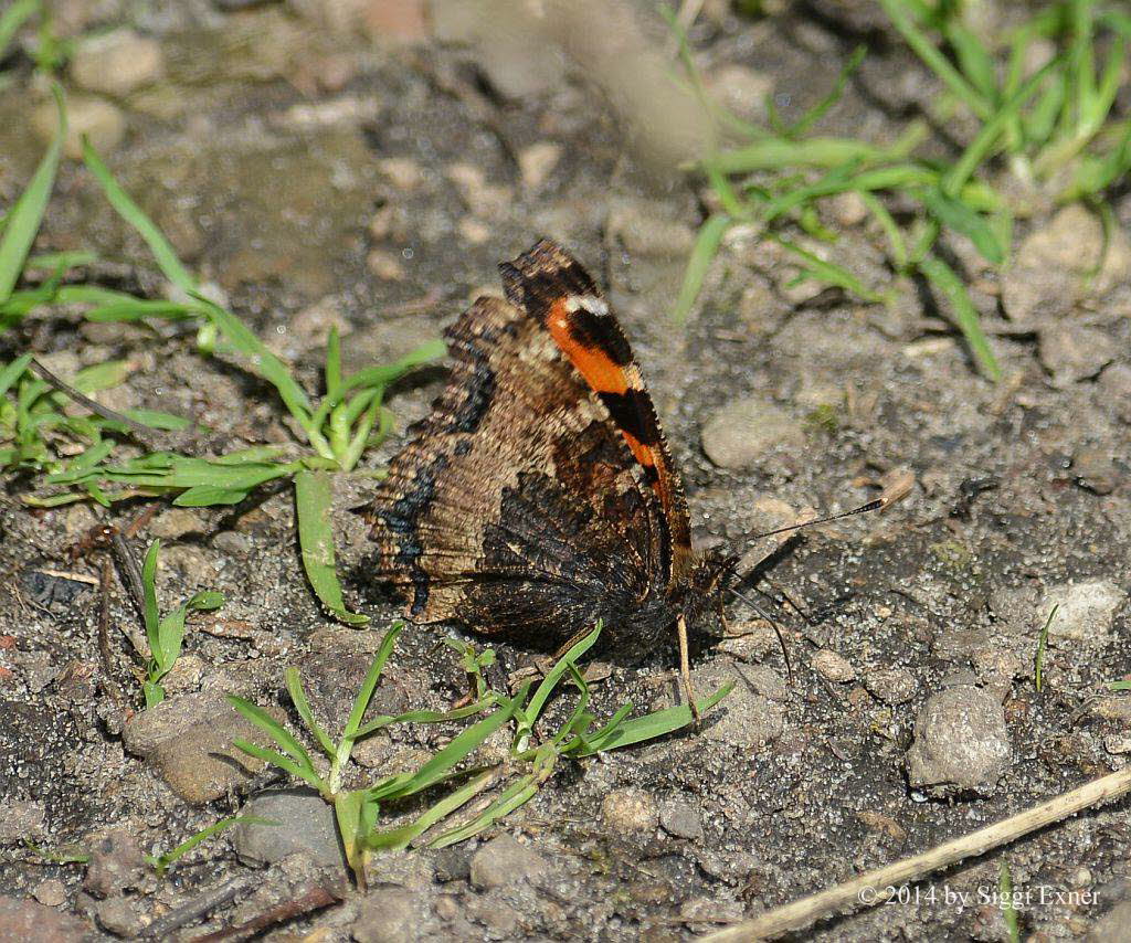 Groer Fuchs Nymphalis polychloros