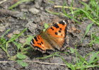 Groer Fuchs Nymphalis polychloros