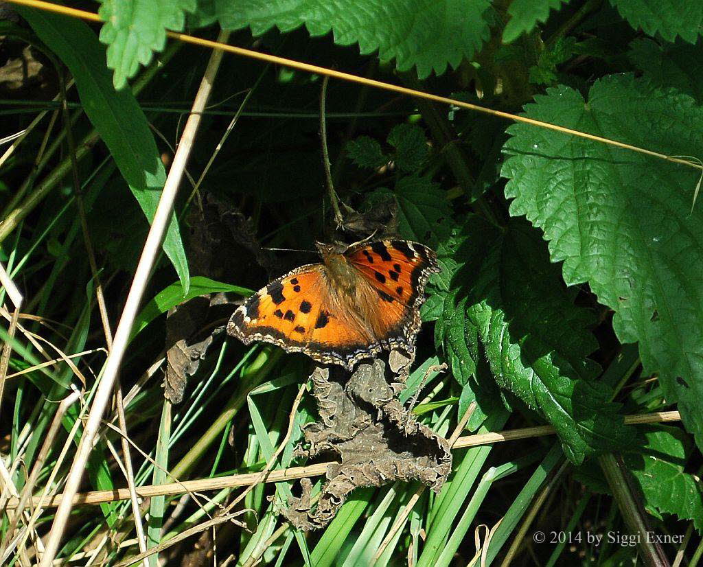 Groer Fuchs Nymphalis polychloros