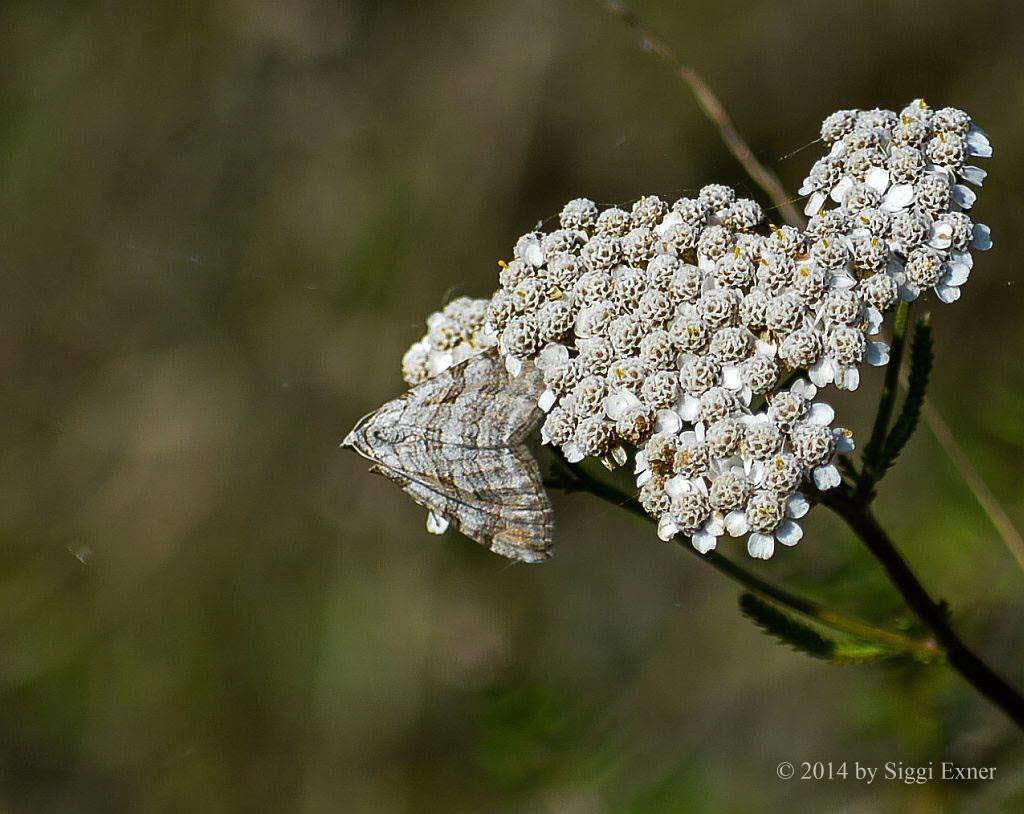 Groer Johanniskraut-Spanner Aplocera plagiata