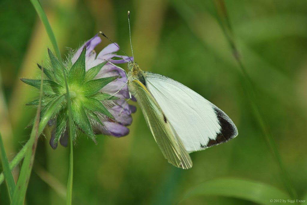 Groer Kohlweiling Pieris brassicae