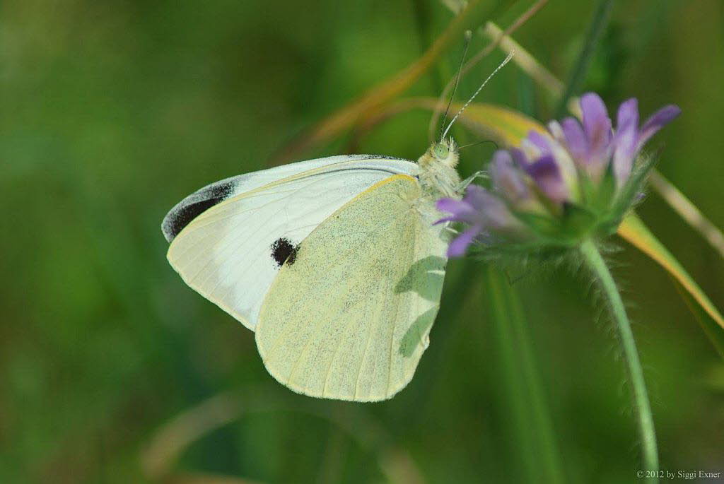 Groer Kohlweiling Pieris brassicae