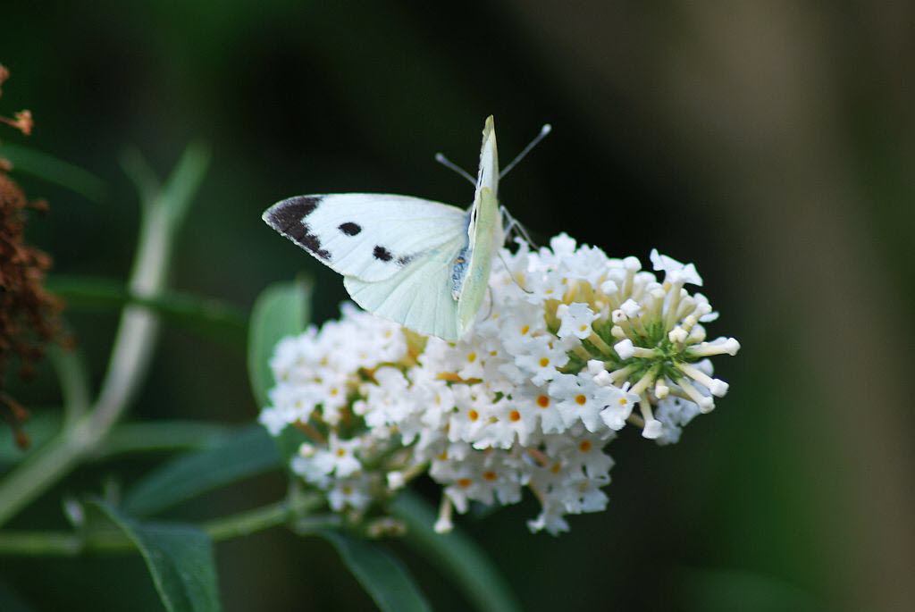 Groer Kohlweiling Pieris brassicae