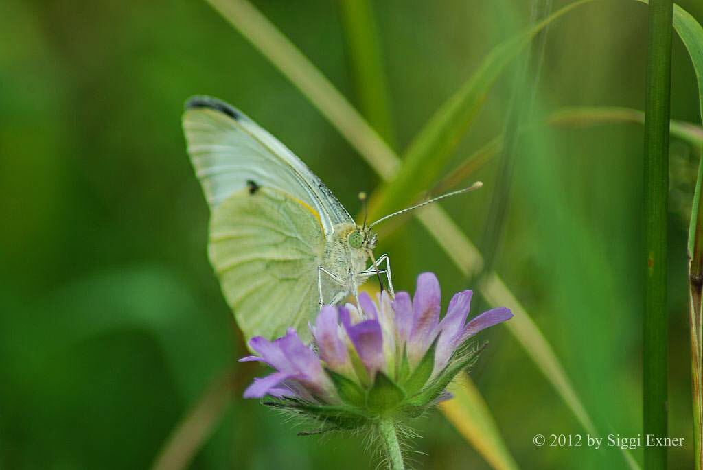 Groer Kohlweiling Pieris brassicae