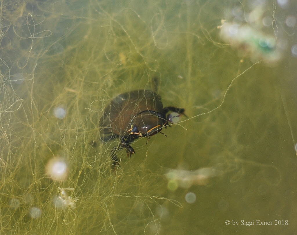 Hydrophilus (Hydrous) piceus Groer Kolbenwasserkfer