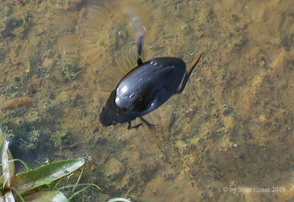 Hydrophilus (Hydrous) piceus Groer Kolbenwasserkfer